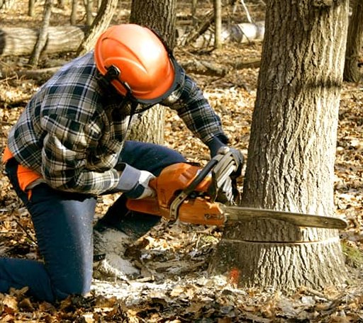 Tree Removal in Michigan City, MS